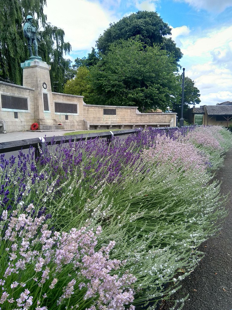 Lavender flowers in Abbey Park