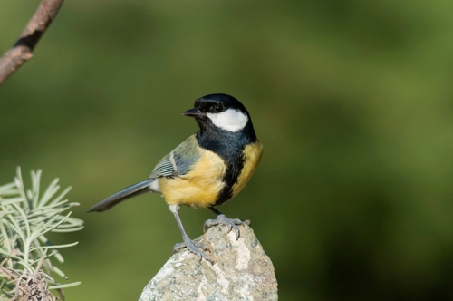 A great tit bird perched on a branch.