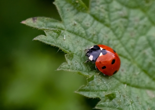A ladybird on a leaf.