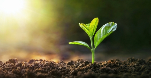 A plant growing out of soil