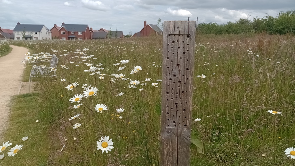 A bee post in a field with daisies and houses in the background