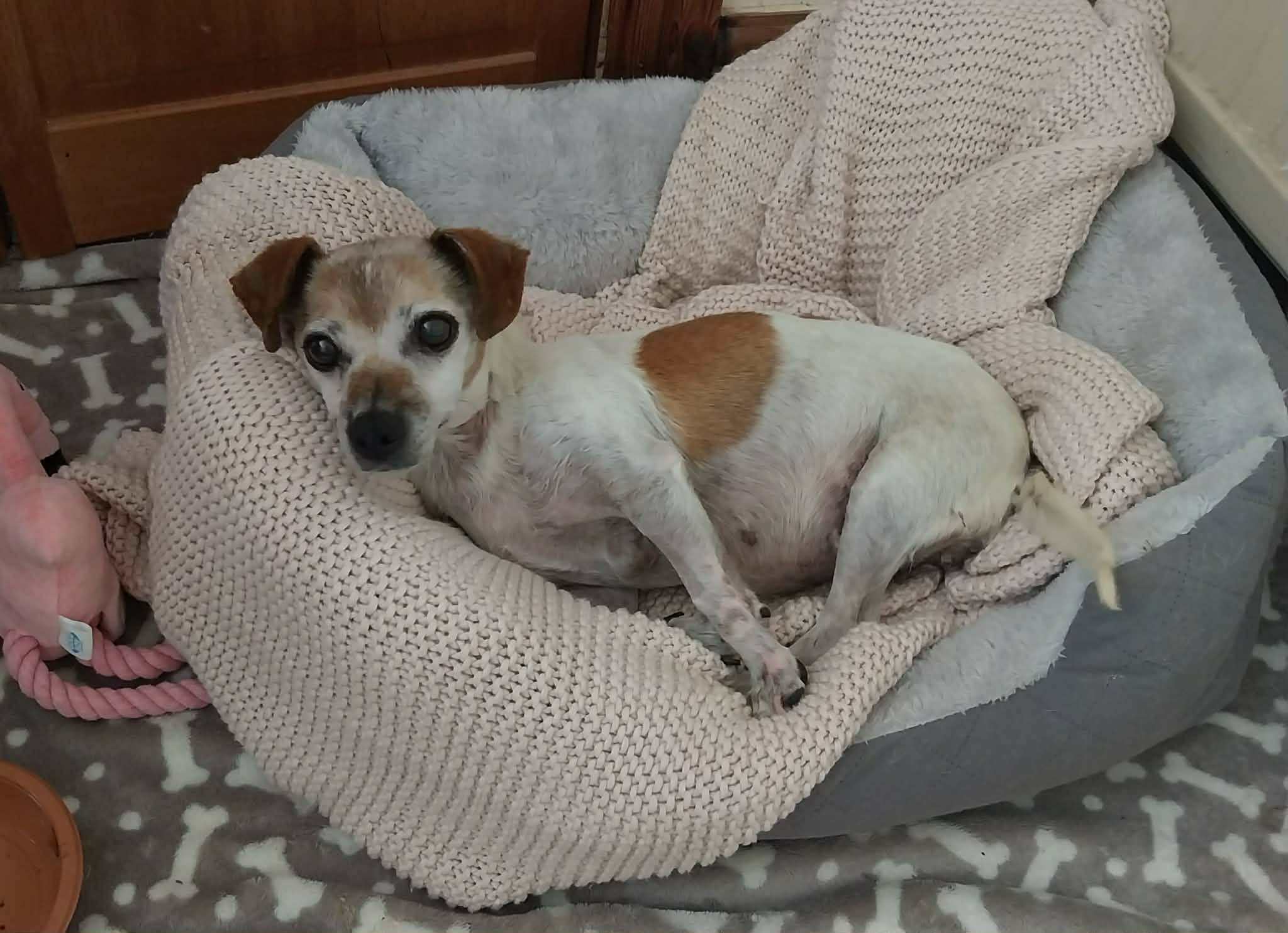 Ethel the dog