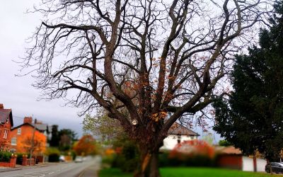 Mature tree to be removed on safety grounds