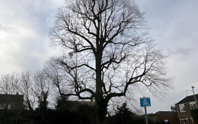 Large tree to be removed on safety grounds