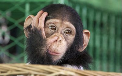 Primate owners urged to get licensed