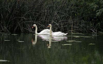 Rise in wild bird deaths prompts safety reminder from Wychavon