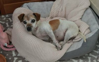 Stray dog has leg amputated as dog wardens seek answers